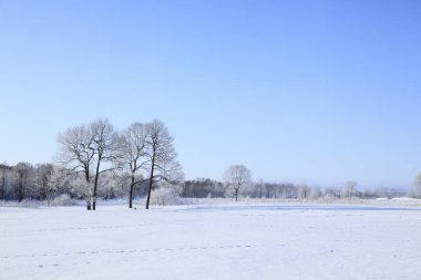 Karla kaplı ağaçlar ve buzla kaplı donmuş kış ormanı manzarası