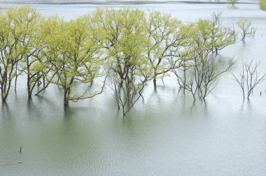 Göl ve ağaçlarla dolu güzel bir manzara