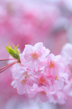 Güzel kiraz çiçeğinin yakın görüntüsü
