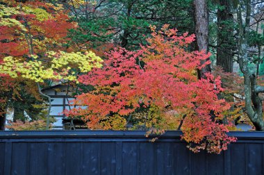Ağaçta sonbahar yaprakları