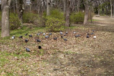 Parktaki çimenlikte güvercinler