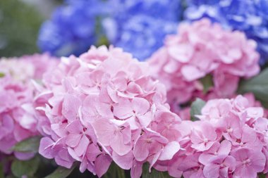 Bulanık arka planda güzel pembe ortanca çiçekleri. bahar arkaplanı