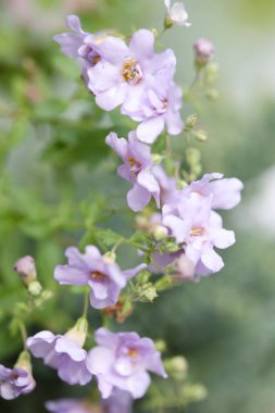 Bahçedeki güzel çiçekler.