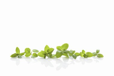 Beyaz arkaplanda taze nane yaprakları