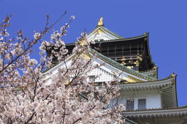 Japonya 'da kiraz çiçekleri olan güzel bir Osaka kalesi.