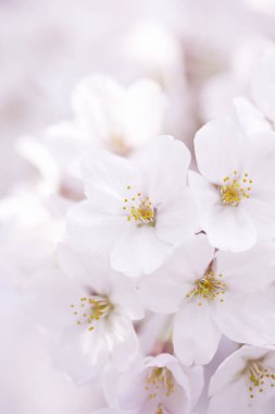 Bahçede güzel bahar çiçekleri