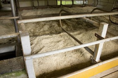 Metal korkuluklar ve talaş döşemeleri olan boş çiftlik hayvanları tezgahı