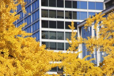 Sonbahar mevsiminde ağaçlardaki sonbahar yapraklarının alçak açılı görüntüsü ve şehir merkezindeki modern binalar 