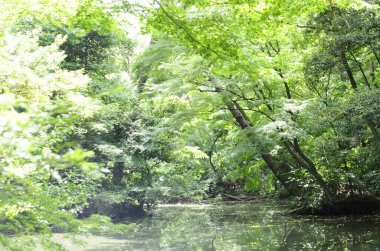 Ormandaki nehrin güzel manzarası 