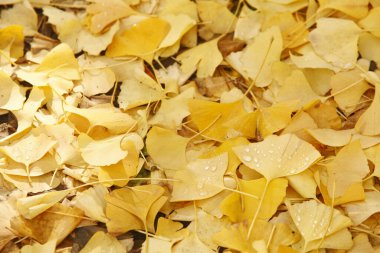 Yere düşen sonbahar yaprakları