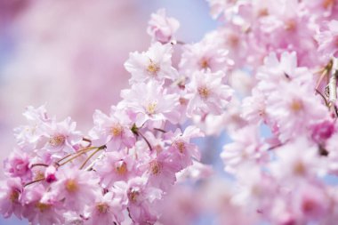 Japonya 'da güzel bahar kiraz çiçekleri