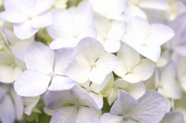 güzel ortanca çiçeği arkaplanı, yakın görünüm