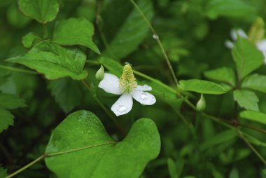 Güzel çiçekler, yakın görüş, doğa konsepti.