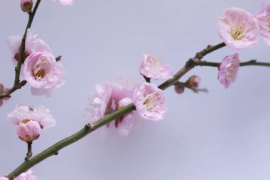 Çiçeklerle çiçek açan erik ağacı dalları 