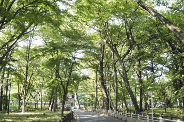 Yol ve yeşil ağaçlı güzel bir park manzarası.    