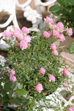 Bahçedeki güzel pembe çiçekler