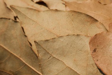 arkaplan için kuru yaprak dokusu, kapat