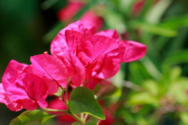 Bahçedeki pembe çiçek