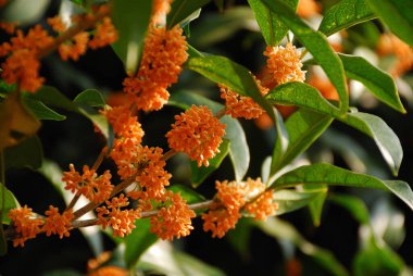 Çiçek açmış küçük turuncu çiçekler. Zeytinlik kokulu, birbirine yakın.