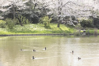 Parktaki nehrin güzel manzarası