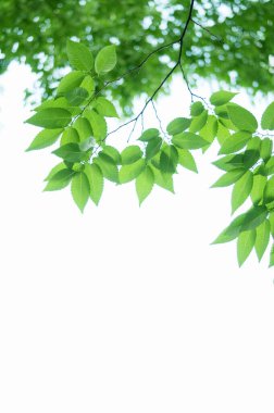 Beyaz arkaplanda yeşil yapraklar izole