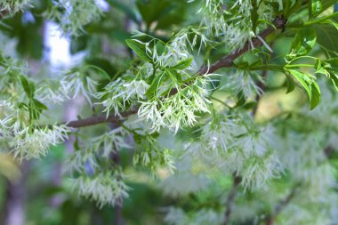 Bahçede beyaz çiçekler