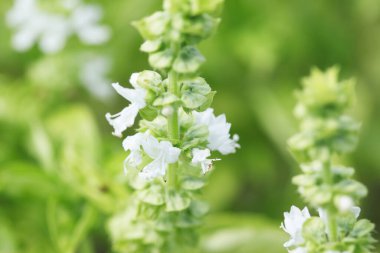 Güzel çiçekler, yakın görüş, doğa konsepti.