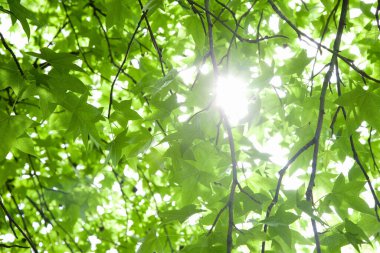 Yeşil Yapraklar arka planı. Doğa arkaplanı.