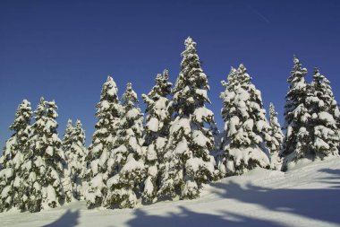 Dağlarda karla kaplı ağaçlarla kaplı güzel kış manzarası