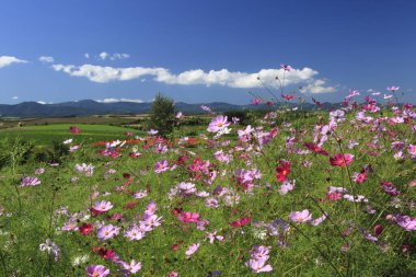 Tarlada yetişen güzel çiçekler, doğa bitki örtüsü      