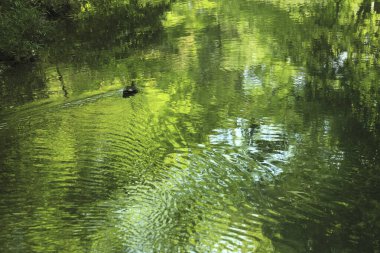 Yansıyan yeşil yapraklarla gölde yüzen ördeğin güzel manzarası 