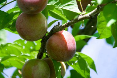 Bahçedeki ağaç dallarında kırmızı şeftali.