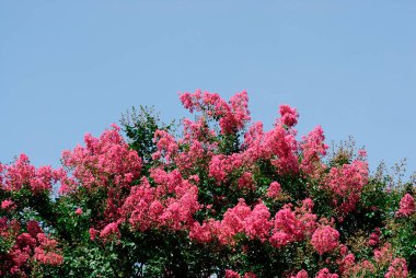 Bahçedeki güzel çiçekler