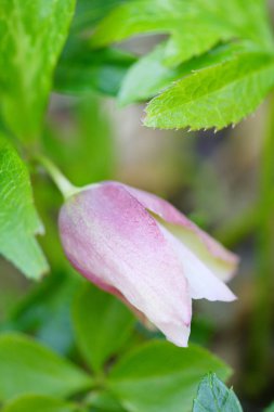 Bahçede güzel çiçekler, doğa çiçekleri