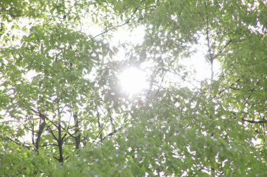 Ormanda yeşil yapraklar