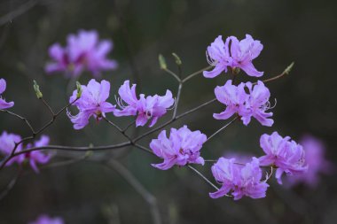 Bahçedeki güzel çiçekler
