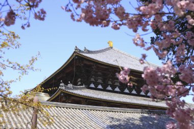 Sakura ve Todai-Ji tapınağı, Buda 'nın büyük salonu.
