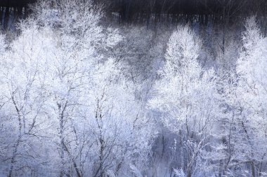 Ormandaki donmuş ağaç