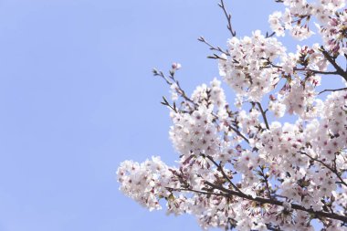İlkbaharda kiraz çiçekleri, çiçek açan ağaçlar ve mavi gökyüzü. 
