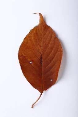 Bir sonbahar yaprağının yakın çekimi