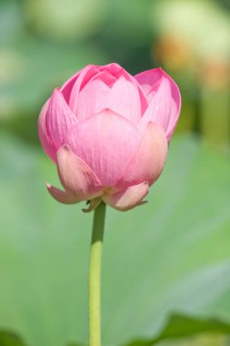 Bahçedeki güzel pembe nilüfer çiçeği