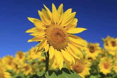 Mavi gökyüzüne karşı tarlada güzel ayçiçekleri     