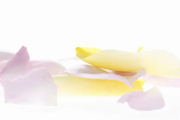 Yellow Flower Petals White Background — Stock Photo, Image