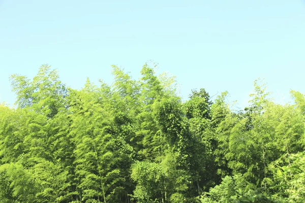 Árboles Verdes Parque Cielo Azul Escénico —  Fotos de Stock