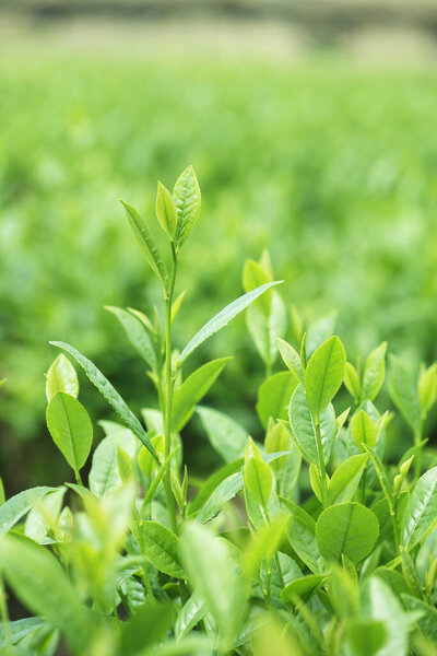 tea leaves on the plantation