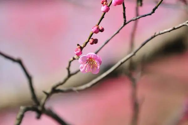 Ροζ Λουλούδια Ανθισμένου Δέντρου Στον Ανοιξιάτικο Κήπο — Φωτογραφία Αρχείου
