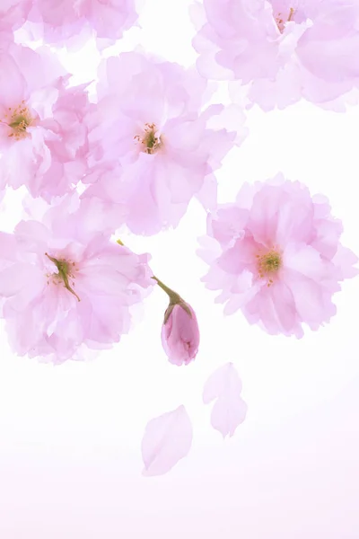 Красивые Розовые Цветы Белом Фоне — стоковое фото
