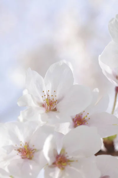 Kersenbloesem Bloemen Lente — Stockfoto