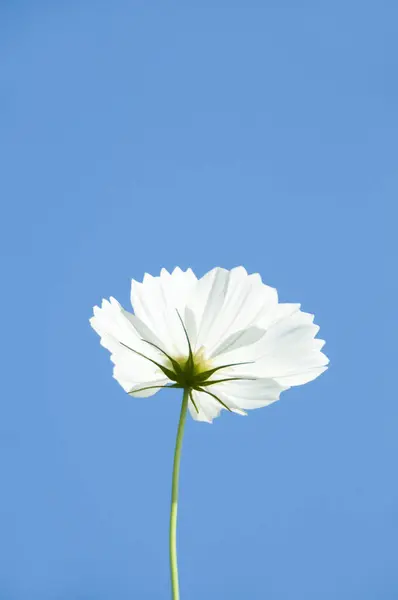 青い背景の美しい花 — ストック写真
