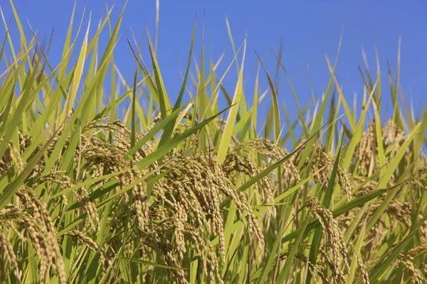 Αυτιά Των Φυτών Ρυζιού Στο Χωράφι Έννοια Της Γεωργίας — Φωτογραφία Αρχείου